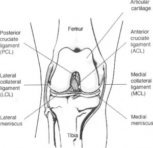 Ligament incrucisat anterior2