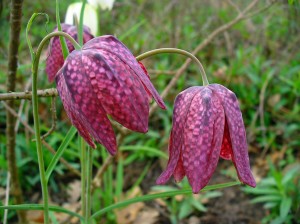 Fritillaria_meleagris_002