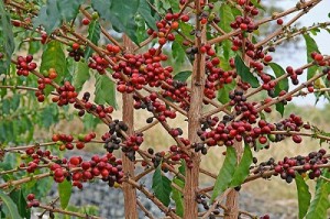 arbore de cafea