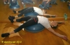 bosu051